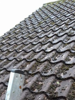Roof cleaning / repair