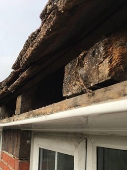 Soffit and fascia repair / replacement